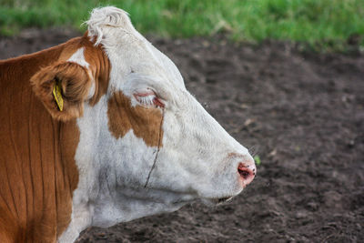 Close-up of cow on field