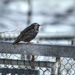 Close-up of bird perching on metal railing