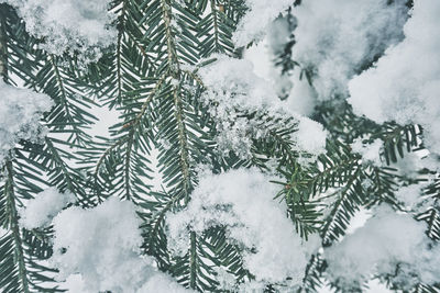 Close-up of frozen tree branch during winter