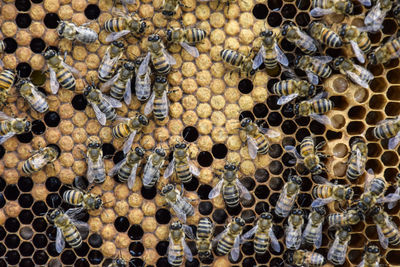 Full frame shot of bee on water