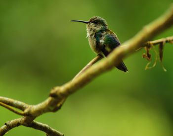 Close-up of bird perching on twig