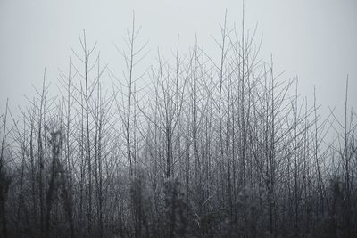 Low angle view of bare trees against clear sky