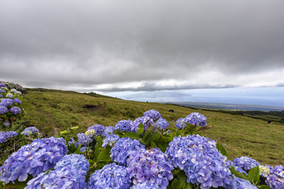 Purple flowering plants on land against sky