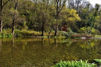 Scenic view of lake in forest