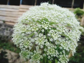 Close-up of white flowering plant