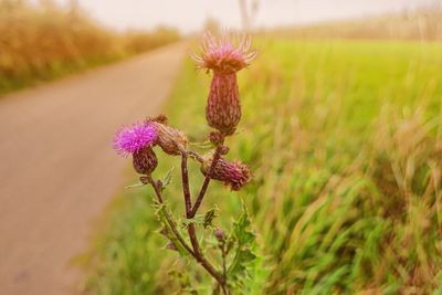 Close-up of thistle blooming on field