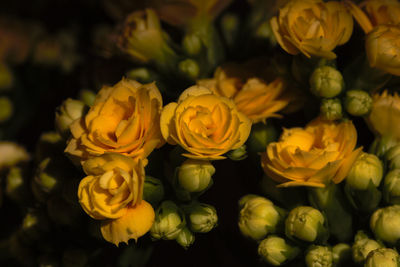 High angle view of yellow roses