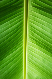 Full frame shot of green leaf