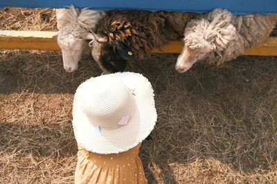 Childen feeding sheep