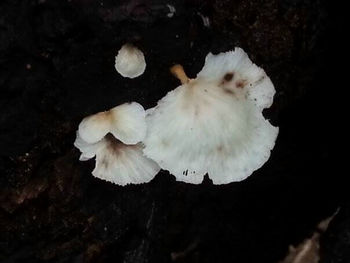 Close-up of white flowers