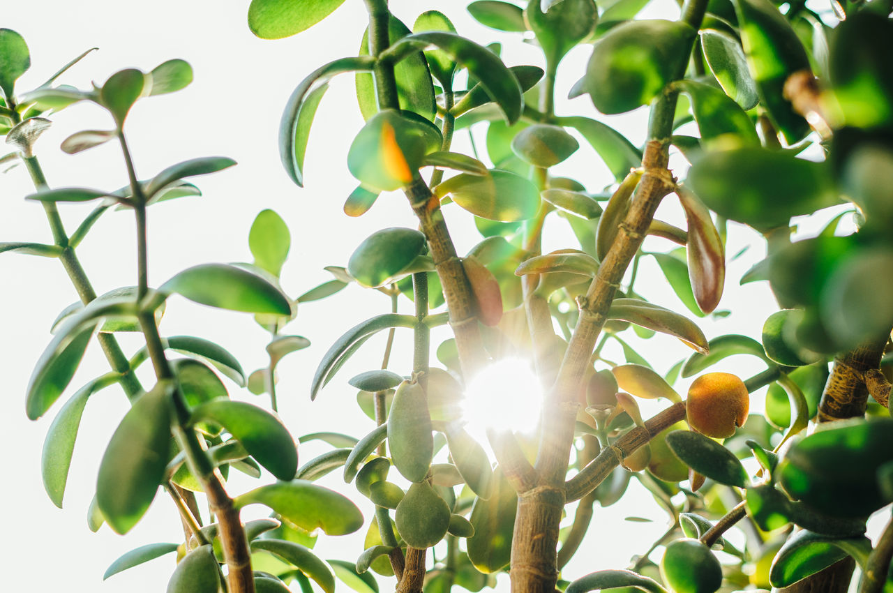 SUN STREAMING THROUGH TREE