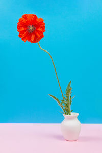 Close-up of red rose flower in pot