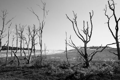 Bare trees on field against sky