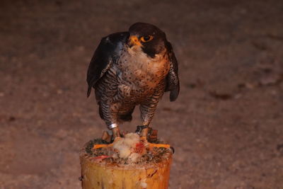 Close-up of a bird