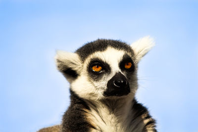 Low angle view of lemur against clear sky