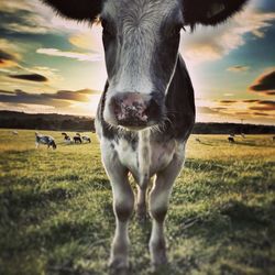Portrait of cow standing on field against sky