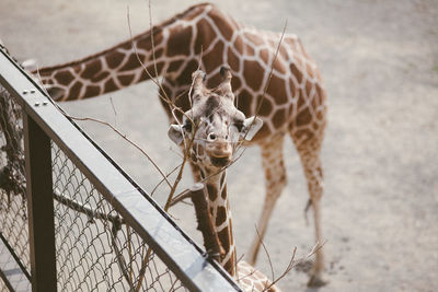 Animal in zoo