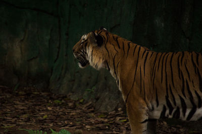 Side view of tiger at zoo