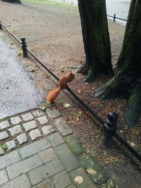 High angle view of pipe on tree