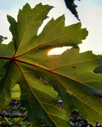 Close-up of green leaves