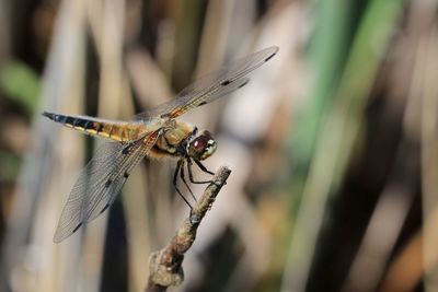 Close-up of dragonfly on twig