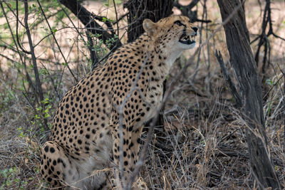 View of a cat on land