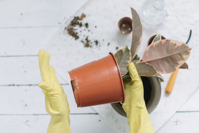 Cropped hands planting in flower pot