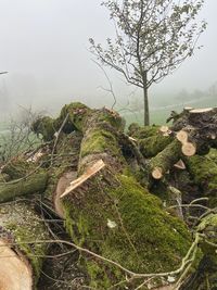 Moss growing on land against sky