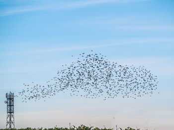 Low angle view of birds flying in sky