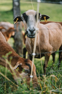 Close-up of a goat