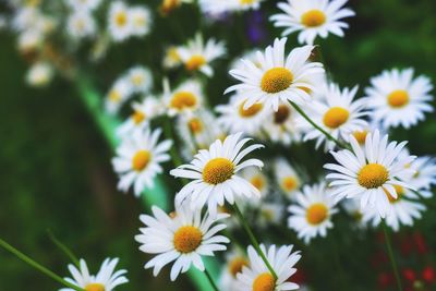 Close-up of white daisy flowers