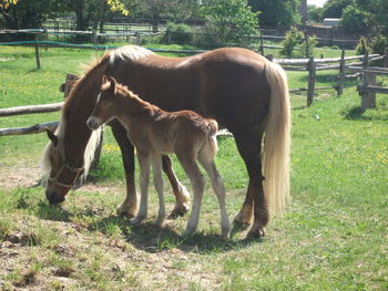 Horses grazing in a field