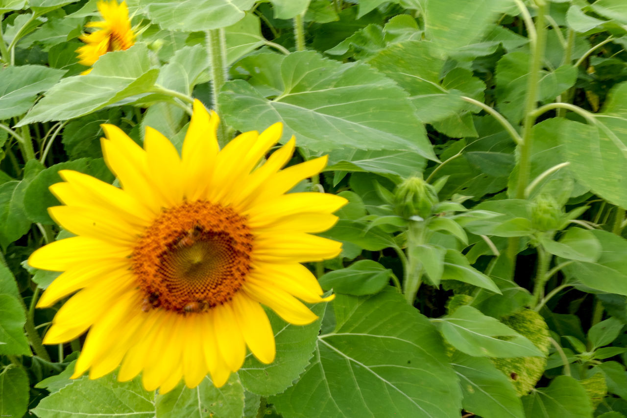 CLOSE-UP OF YELLOW SUNFLOWER