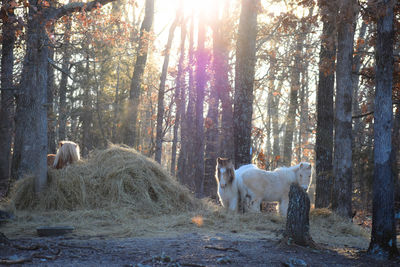 View of a horse in the forest