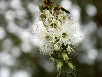 Close-up of white flowering plant