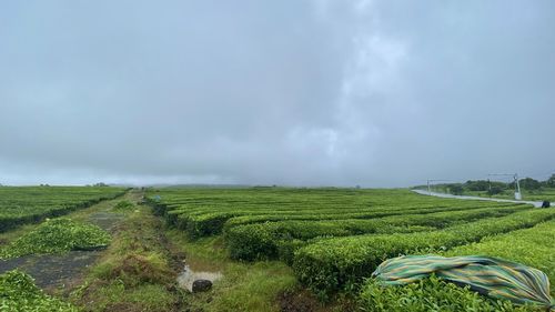 Scenic view of agricultural field against sky