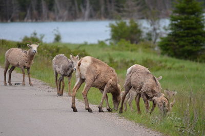 Herd of sheep