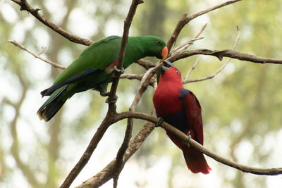 Close-up of birds perching on branch