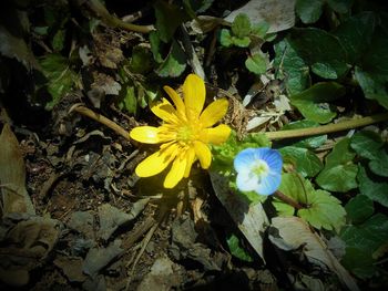 Close-up of yellow flower