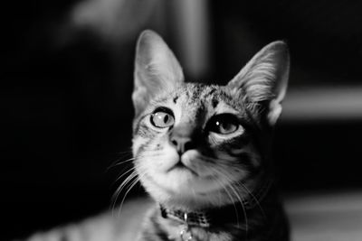 Close-up portrait of a cat