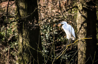 Gray heron perching on tree