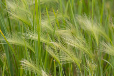 Full frame shot of wheat growing on field