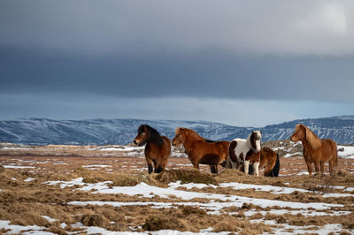 Horses on snow covered landscape