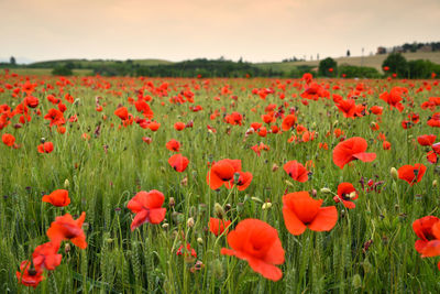 Close-up of poppies on field against sky