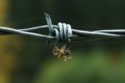 Close-up of spider on web