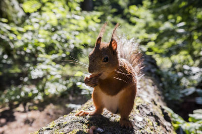 Close-up of alert squirrel outdoors