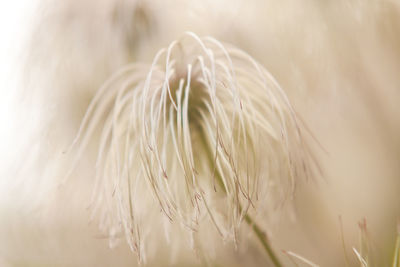 Close-up of flower plant