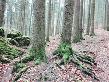 Trees in forest