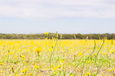 Yellow flowers growing in field