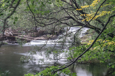 Scenic view of river amidst trees in forest